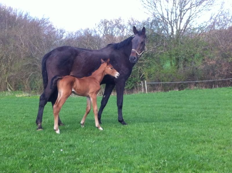 Original Cor mit Stutfohlen v. Casall * 2014