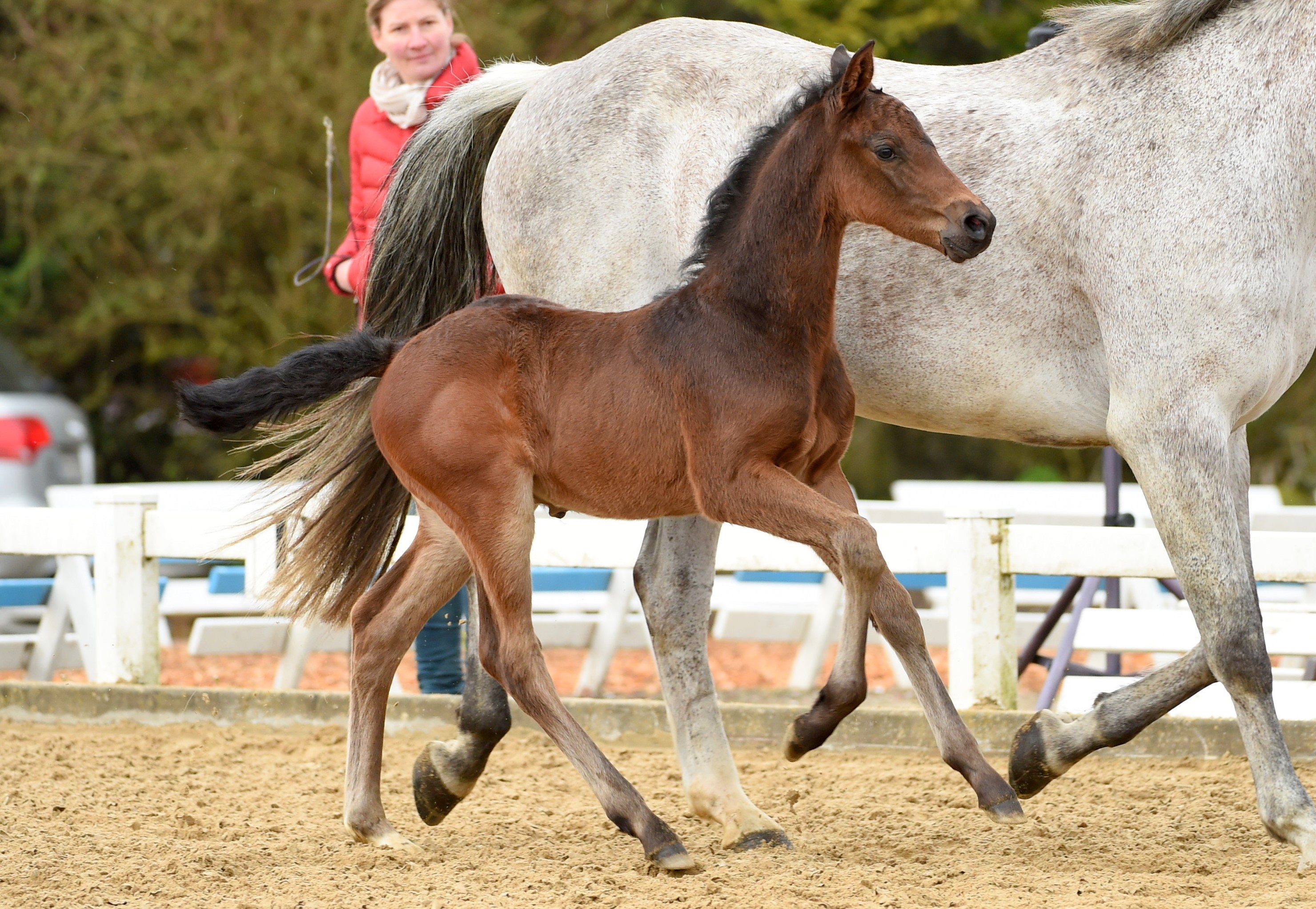 HF * 2016 v. Casall - Lux Z