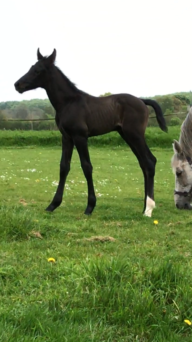 HF v. Kannan - Lux Z