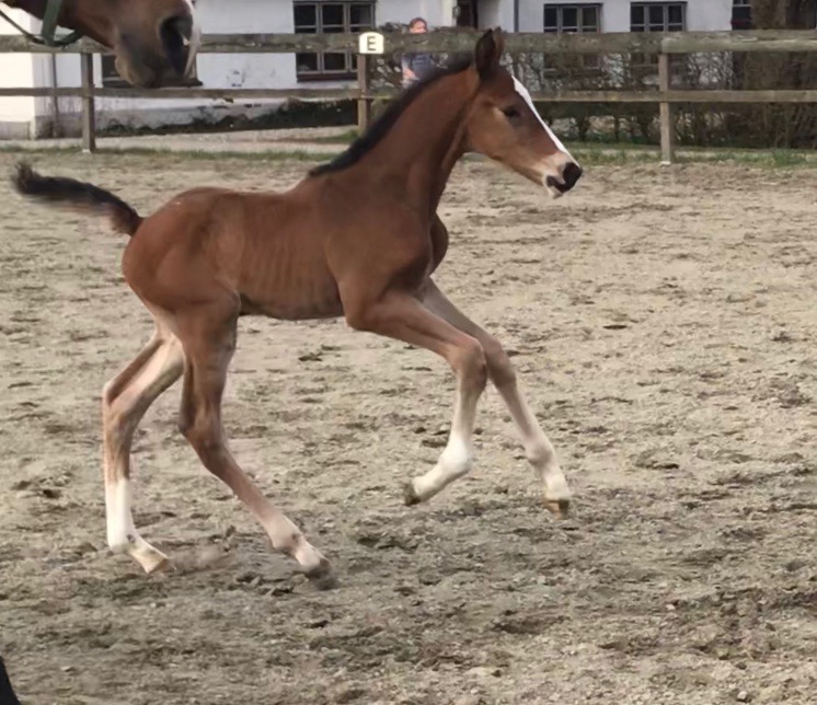 Hengstfohlen * 01.04.2018 v. Balou de Rouet a. d. Gina Nanina BP v. Casall - Corrado I - Cor de la Bryere, geb. 1.4.2018, Stamm 6879