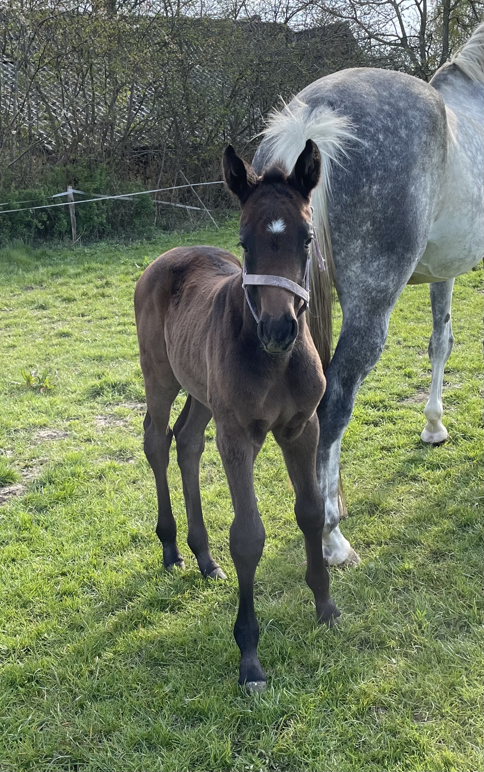 SF * 2021 v. Casanova